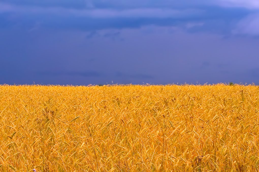 Wheat field (Ukrainian flag), Быковка