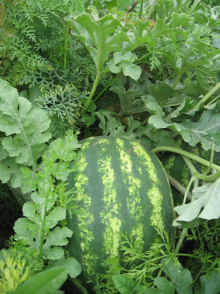 watermelon, Иванополь