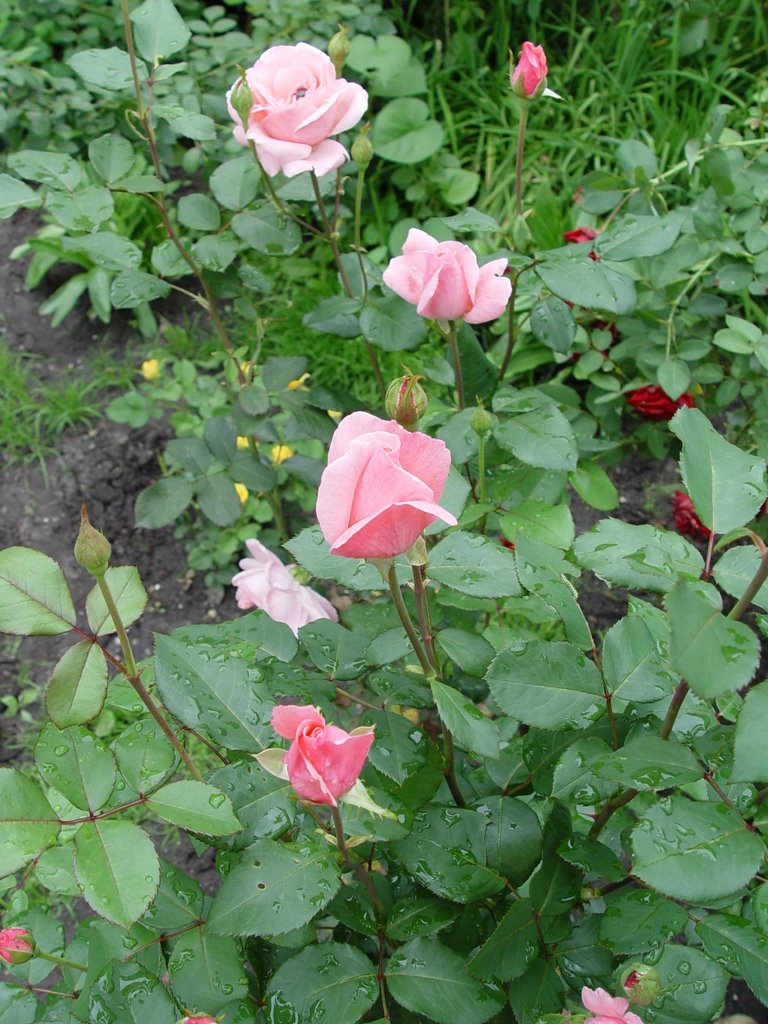 Розы у родителей, Коростышев