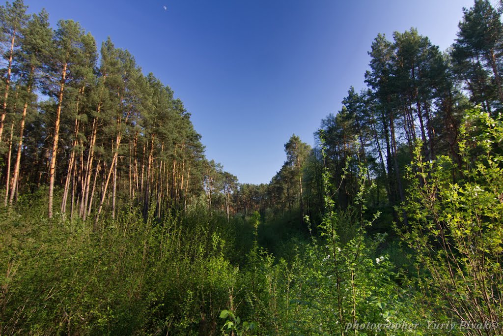 В лесу, Коростышев