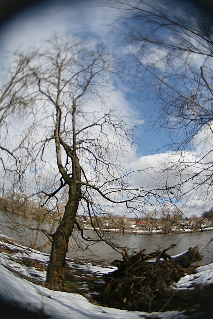 Tree and fallen tree, Коростышев