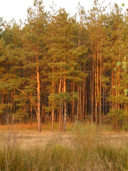 Forest near Krupchatka, Лугины