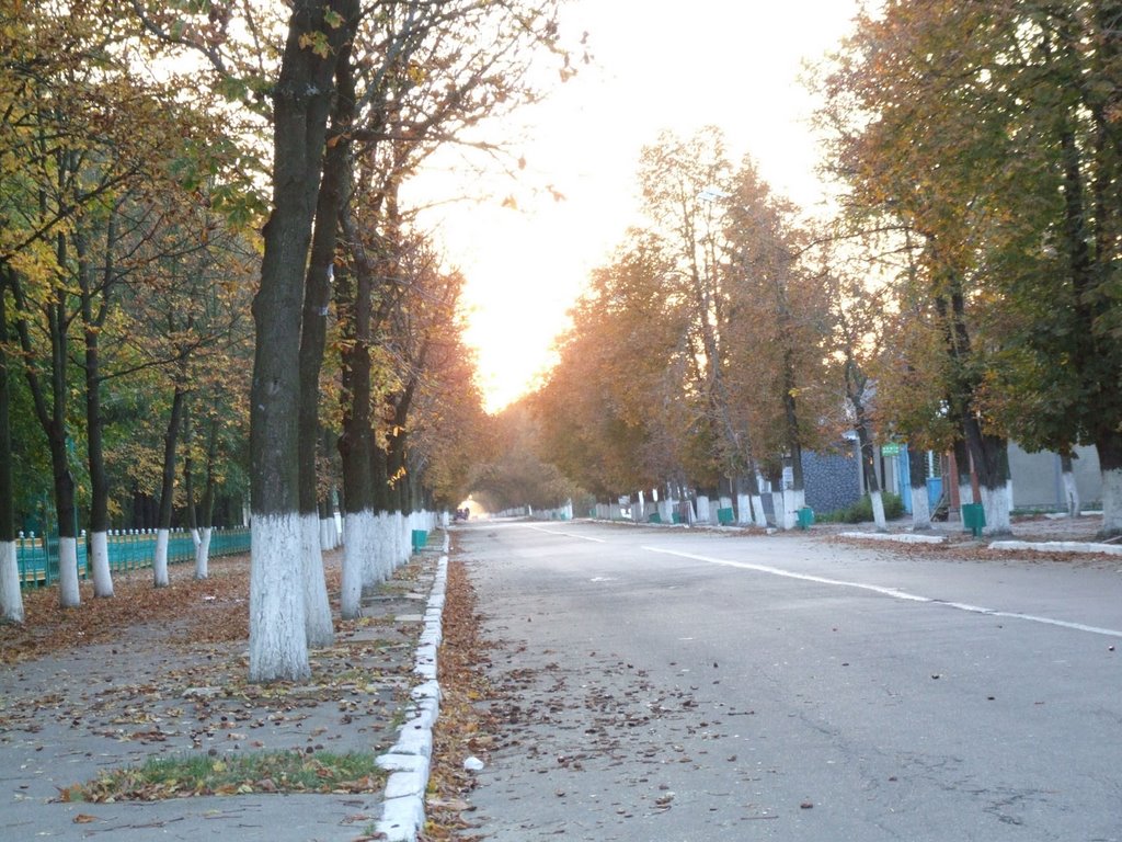 Main street- trees, Народичи