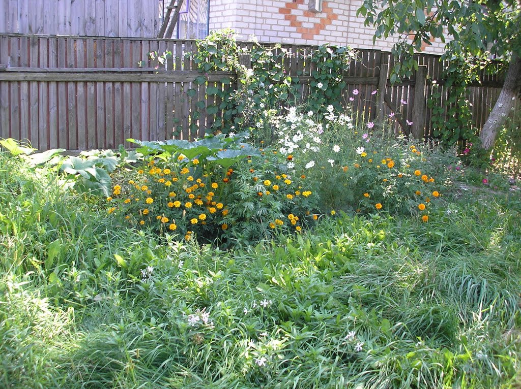 flowers in my yard, Радомышль