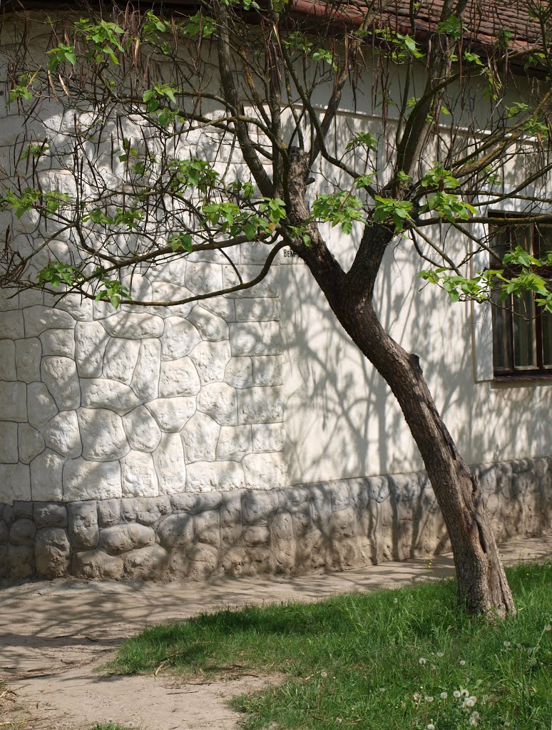 Дерево и тень / The tree and its shadow, Берегово