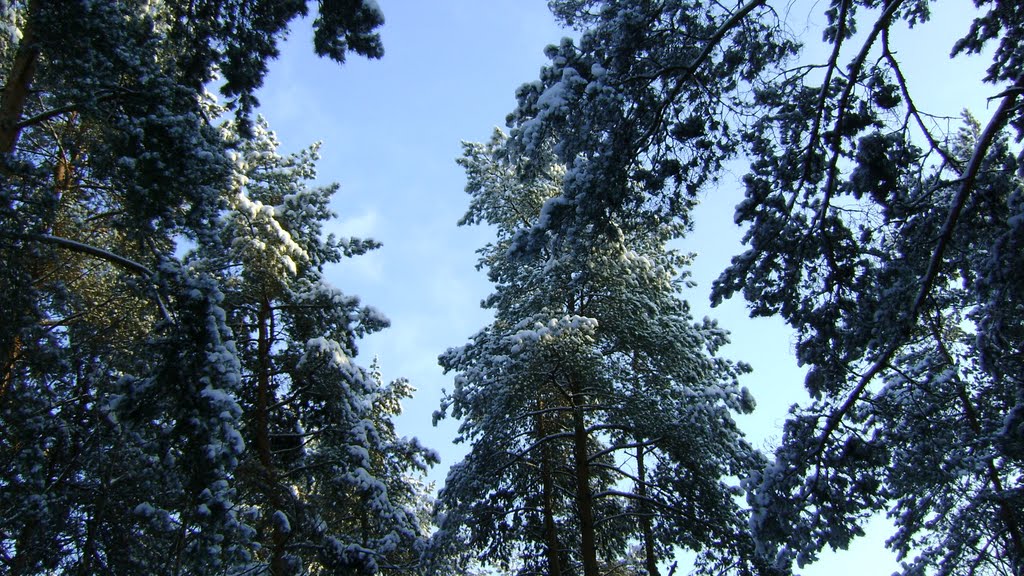 Зимовий ліс. Winter forest, Иршава
