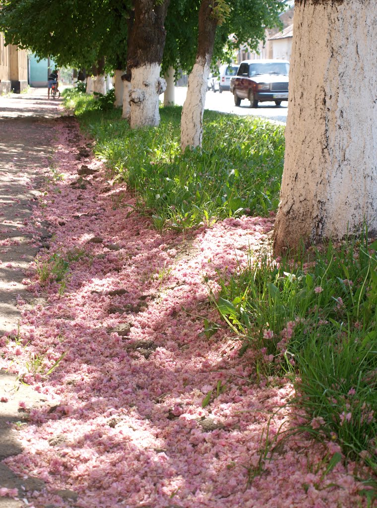 Сакуры отцветают / Sakuras shed their blossoms, Мукачево