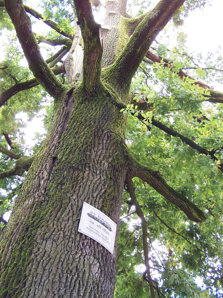 a híres öreg fa - the famous old tree, Свалява