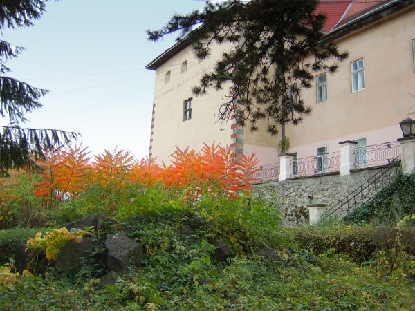 Оцтове дерево (сумах) на подвірї замку, Ужгород