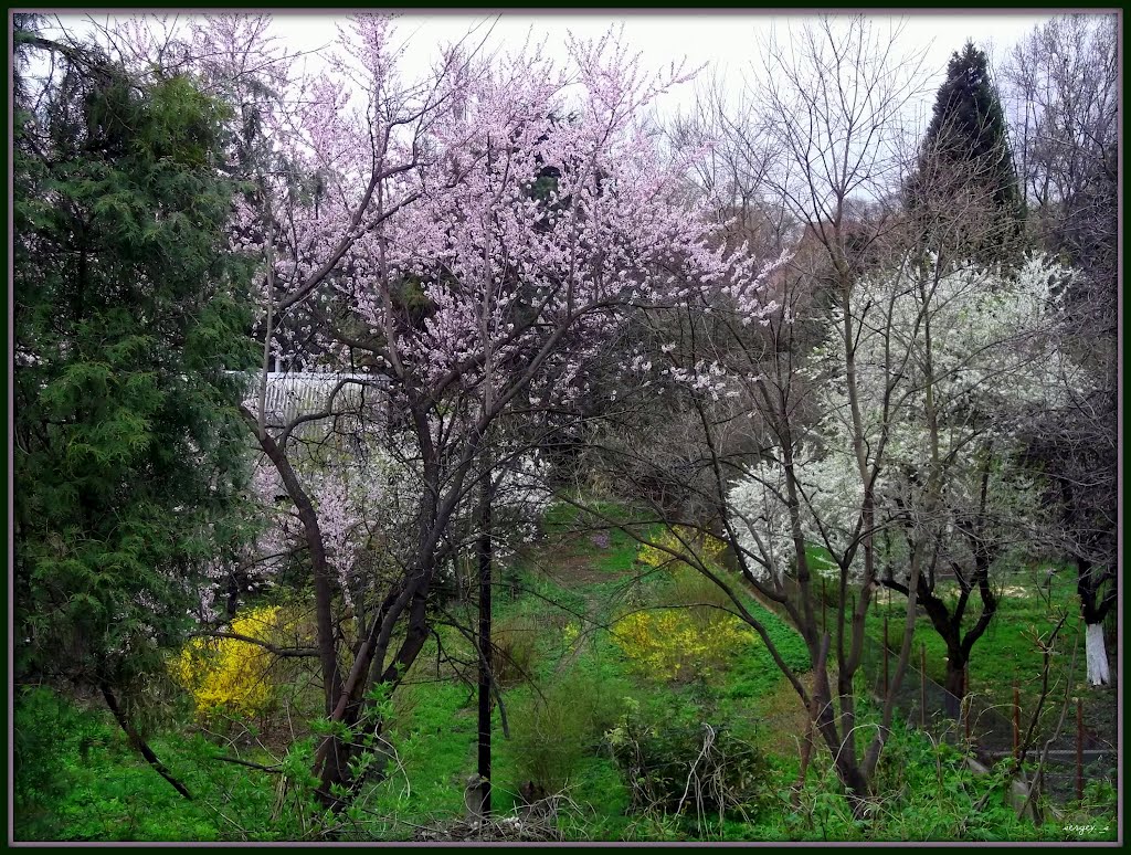 Весна пришла.Цветут цветы, цветут деревья, Ужгород