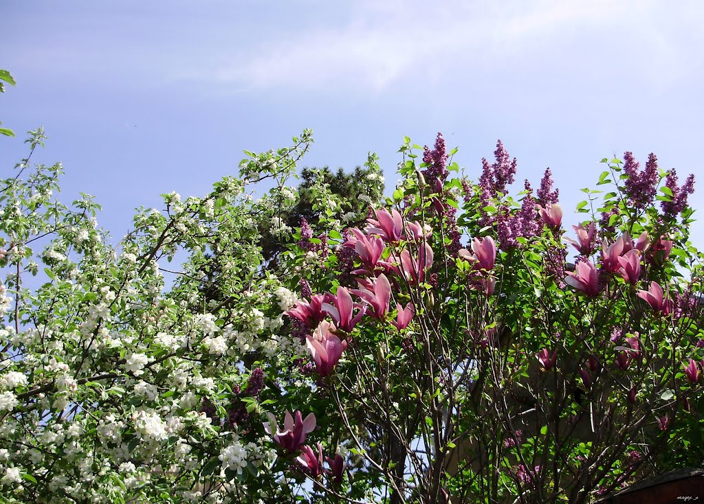 Весенний букет  /  Spring Bouquet, Ужгород
