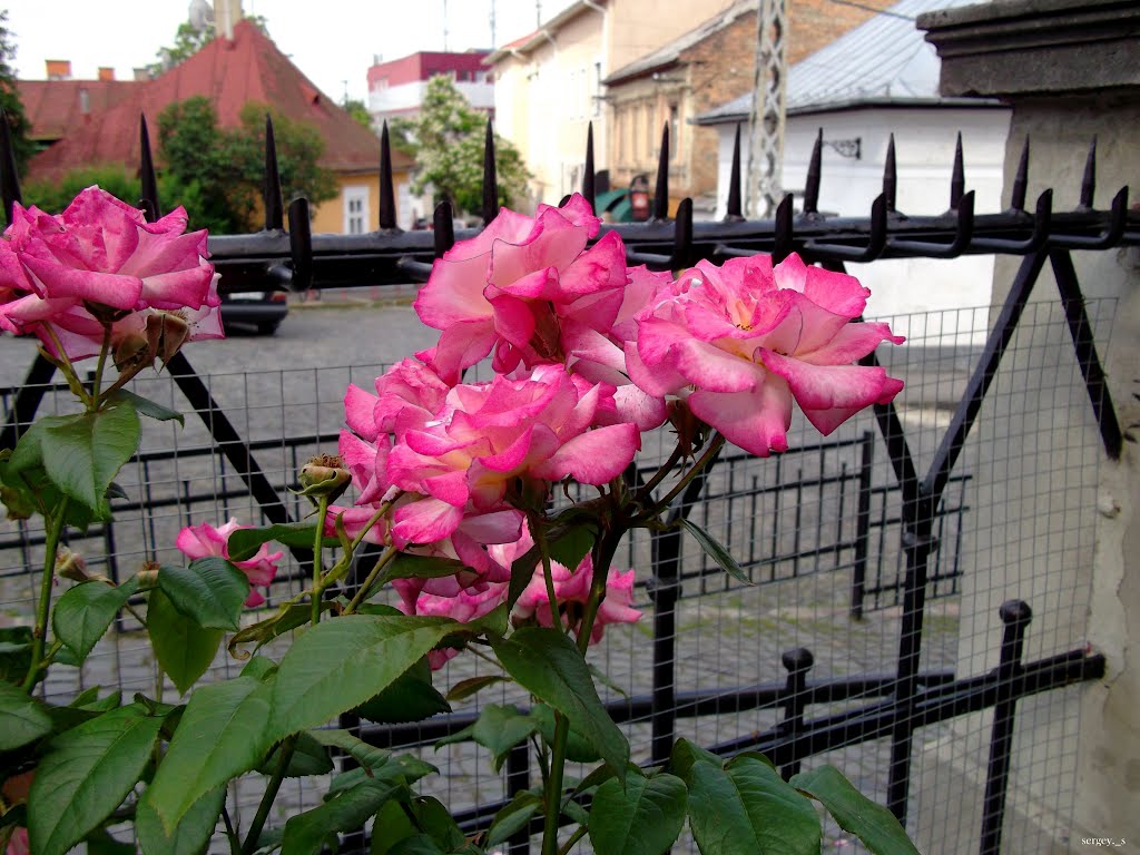Розы, Ужгород