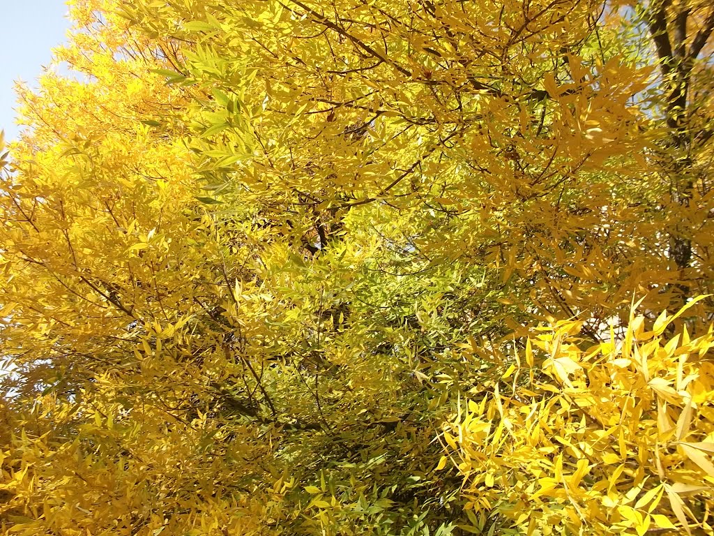 Очень жёлтое дерево, Акимовка