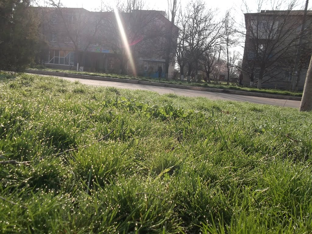 очень красивая роса на траве, Акимовка