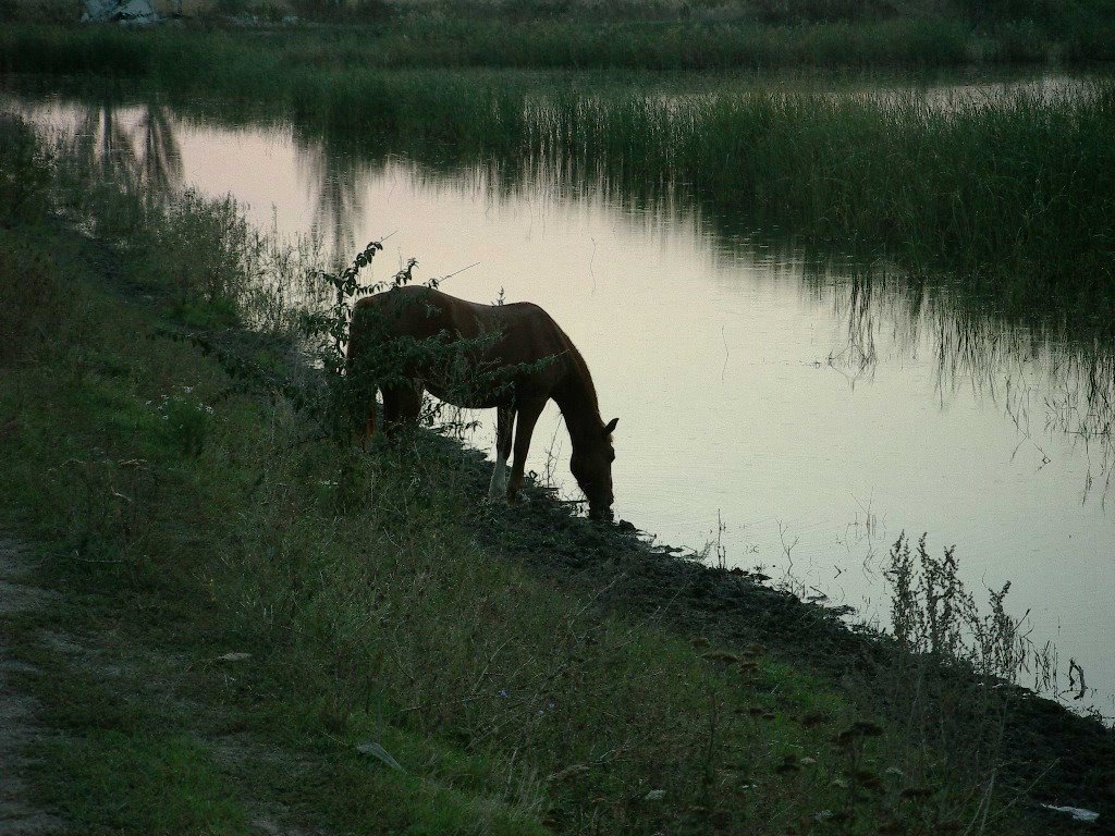 Конь "Руслан" на водопое, Каменка-Днепровская