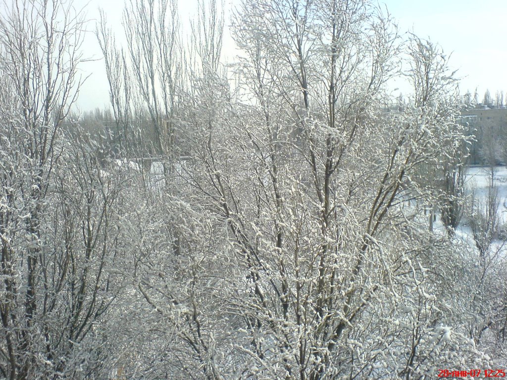 Зима в Мелитополе, Мелитополь