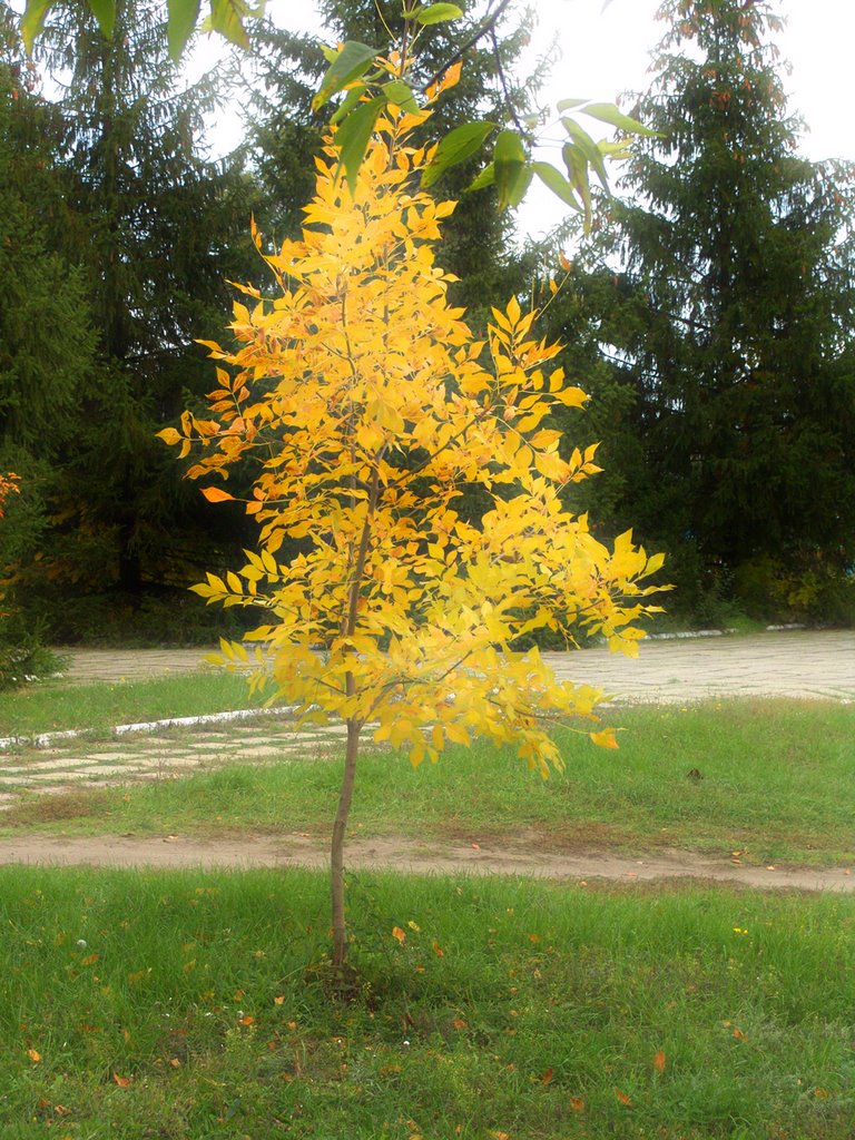Дерево счастья. Черниговка. Осень 2008, Черниговка