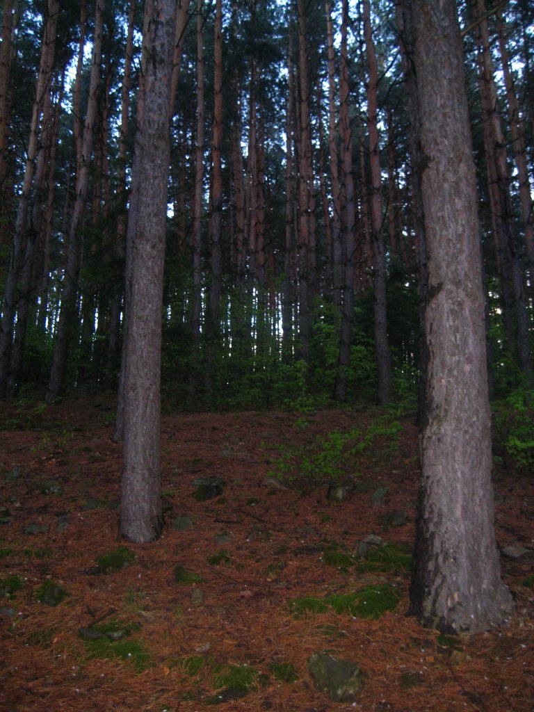 сосновий ліс на горі Ярщиця.., Бытков