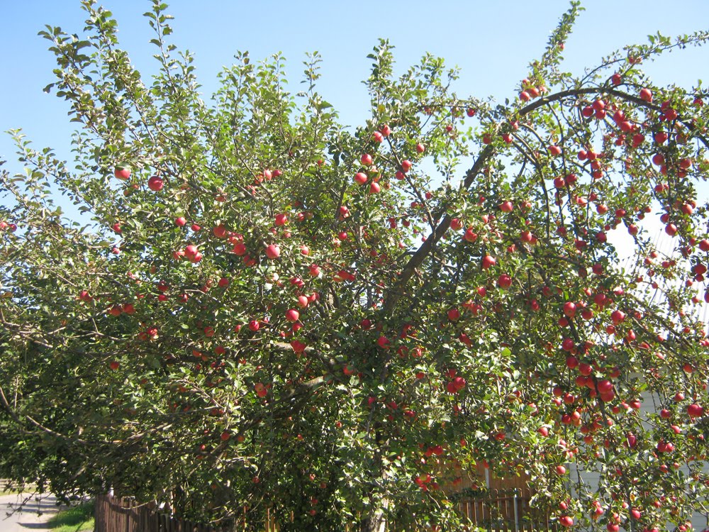 Верховинські яблука / Apples in Verkhovyna, Верховина