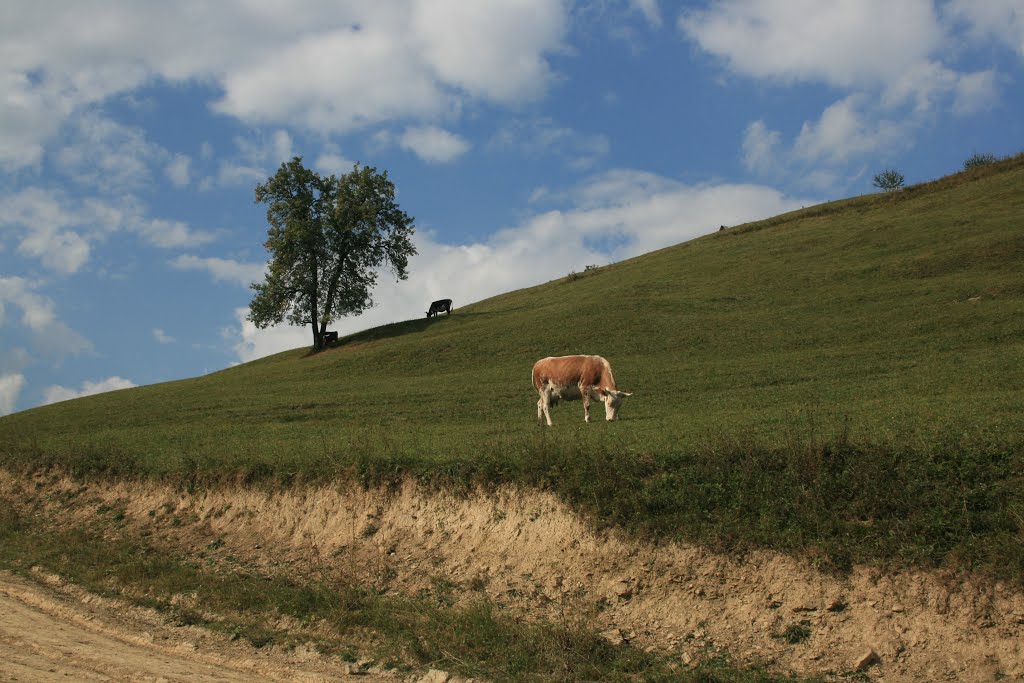Cows expance / Коровье раздолье, Верховина