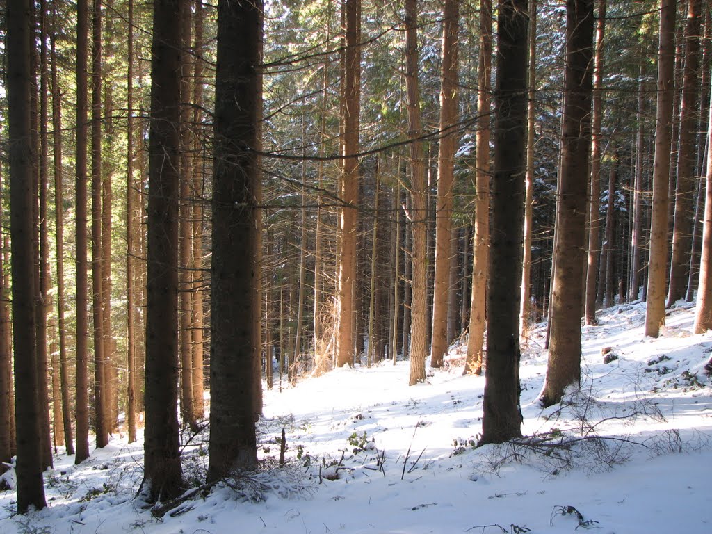 Сонячний ліс (Sunny forest), Ворохта