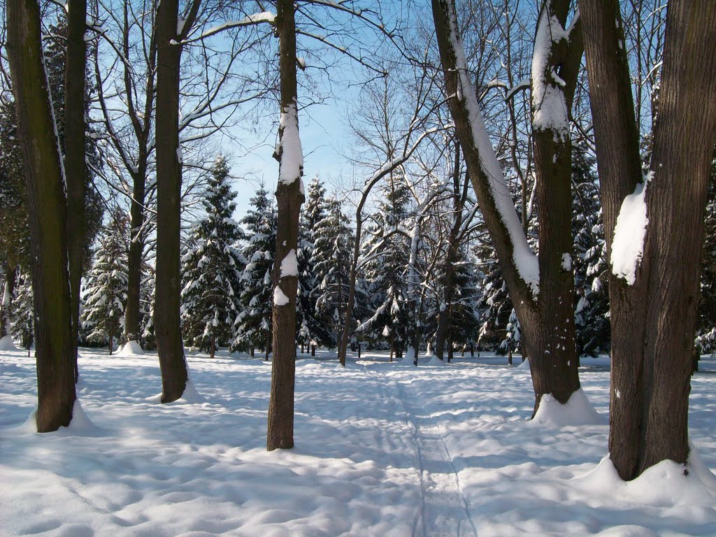 Зима у гімназійному парку/The winter in a gymnasium park, Коломыя