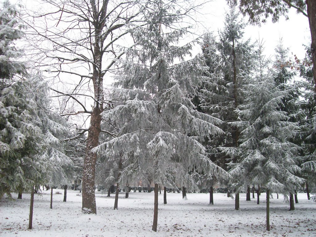 Зимовий парк, Коломыя