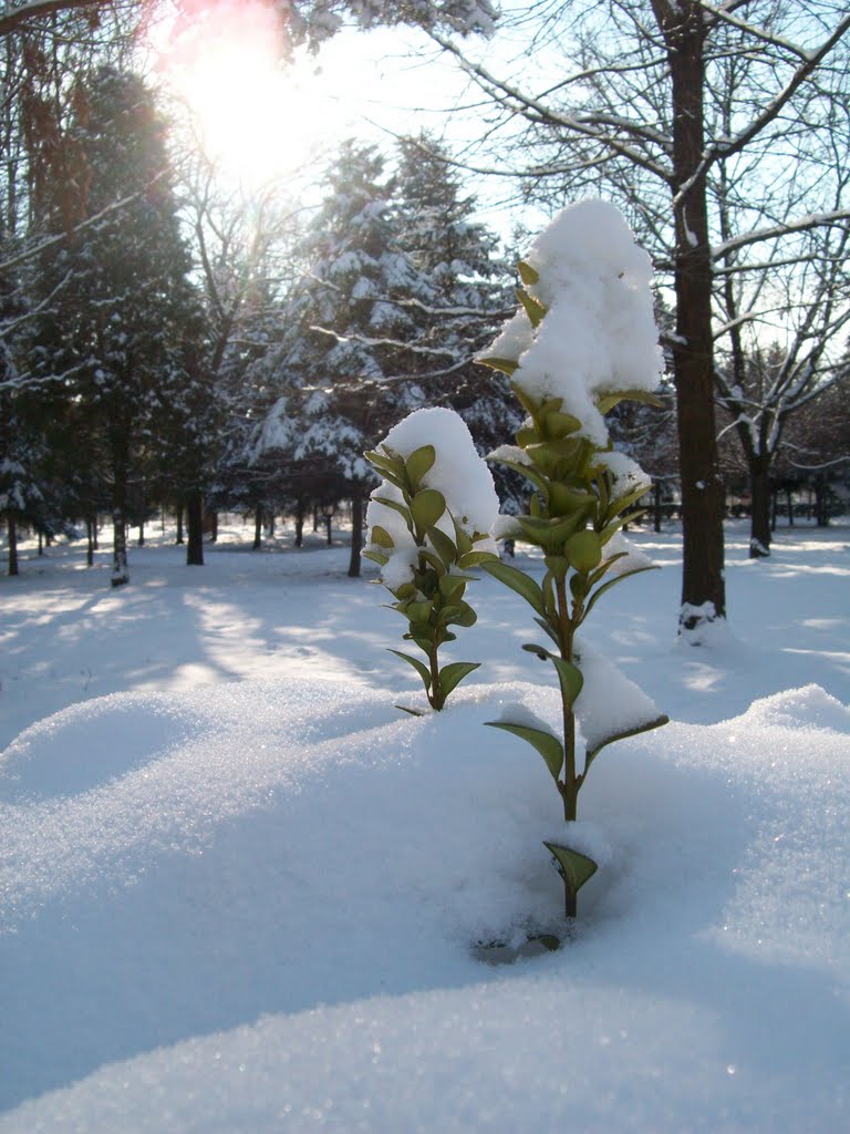 Зима, Коломыя