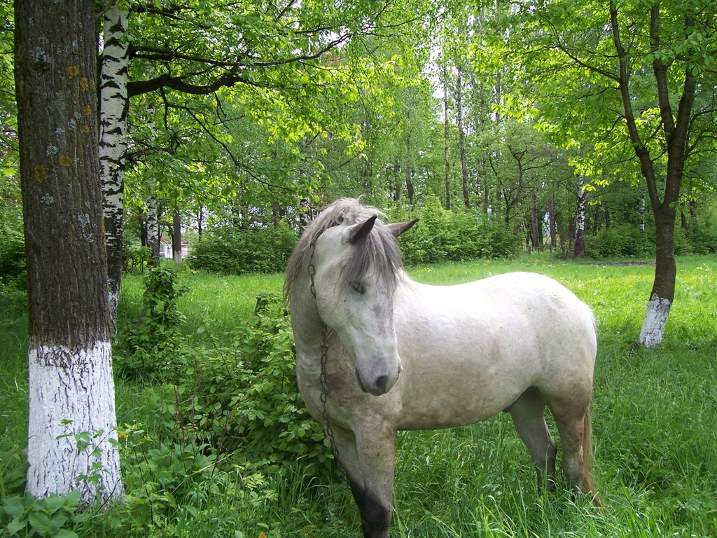White horse, Надворна