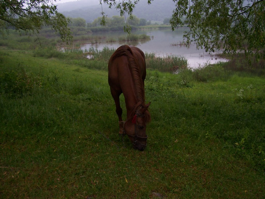 Horse near lake, Надворная