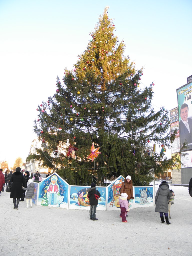 центральная елка, Белая Церковь