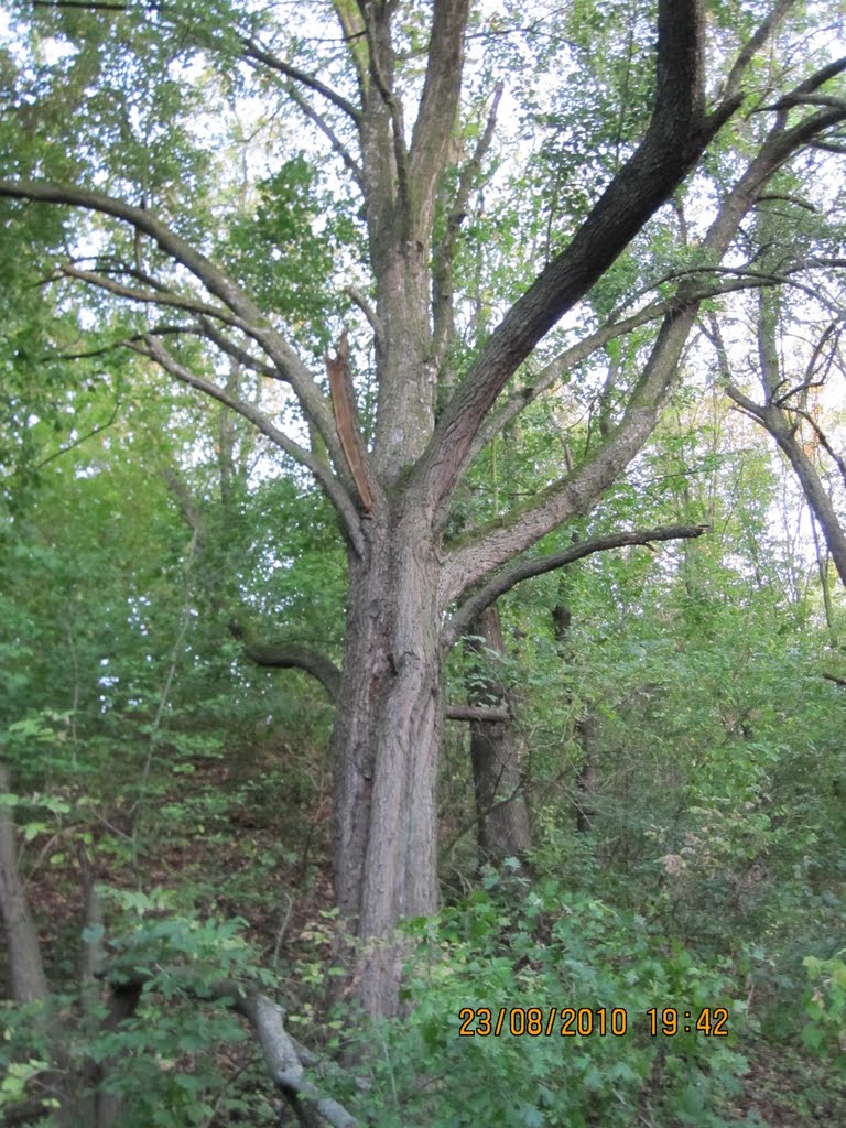 Дерево в лісочку., Богуслав
