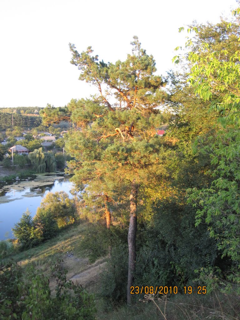 Вид з гори монастиря. Ялинка! :), Богуслав