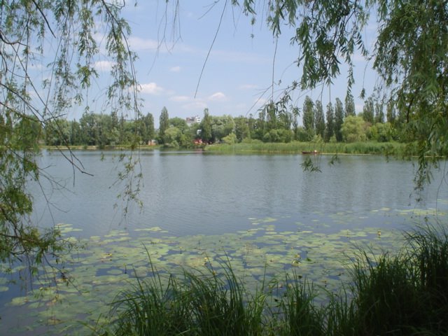 Озеро в Василькове, Васильков