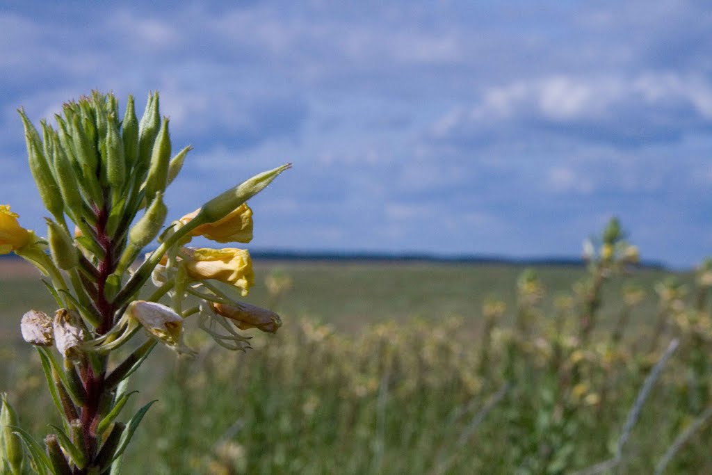 Ворзель, Ворзель