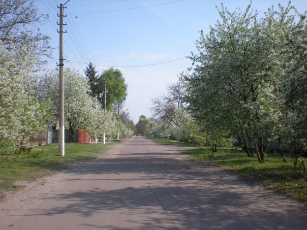 вулиця Шевченка, Згуровка
