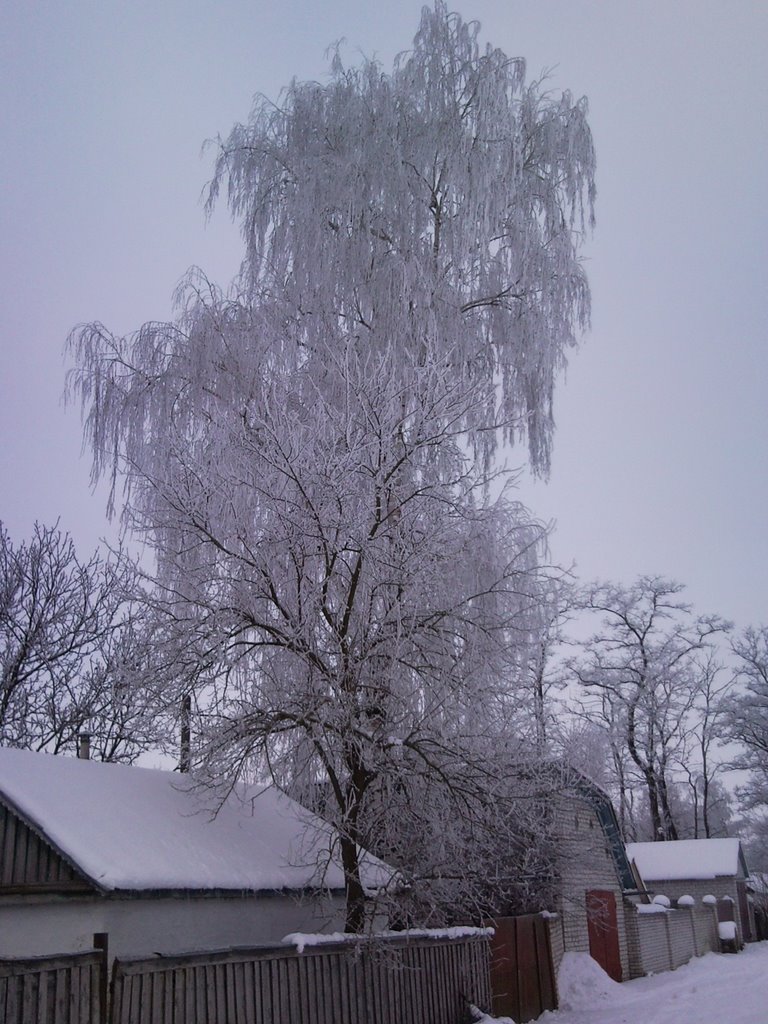 Proletarskaya str. "winter birch", Иванков