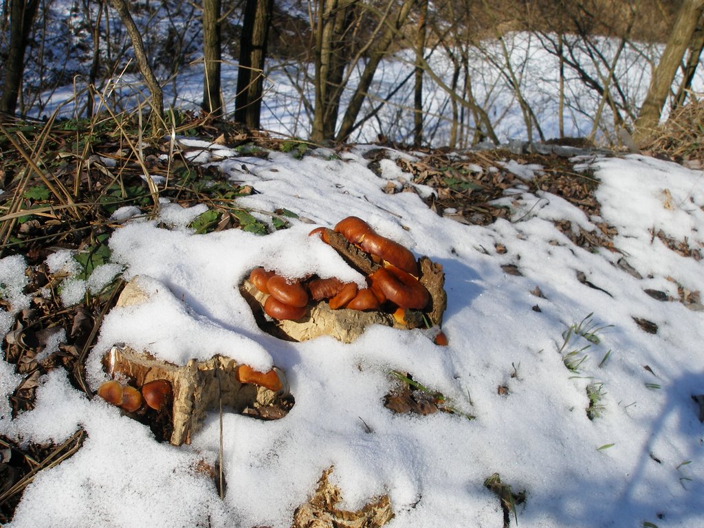 Зимові гриби на корені груші над карєром, Ирпень