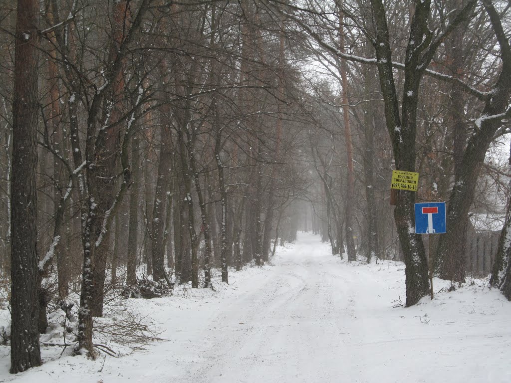 засніжена лісова дорога * forest road, Киев