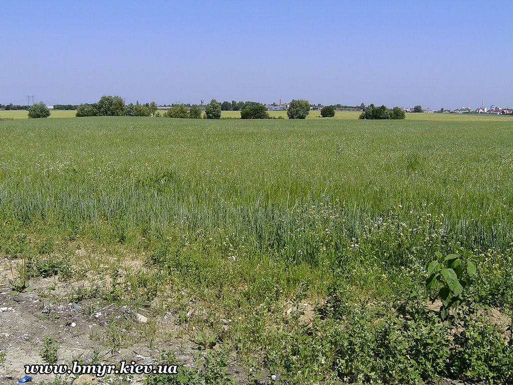 Fields near Vishnevyj, Киевская