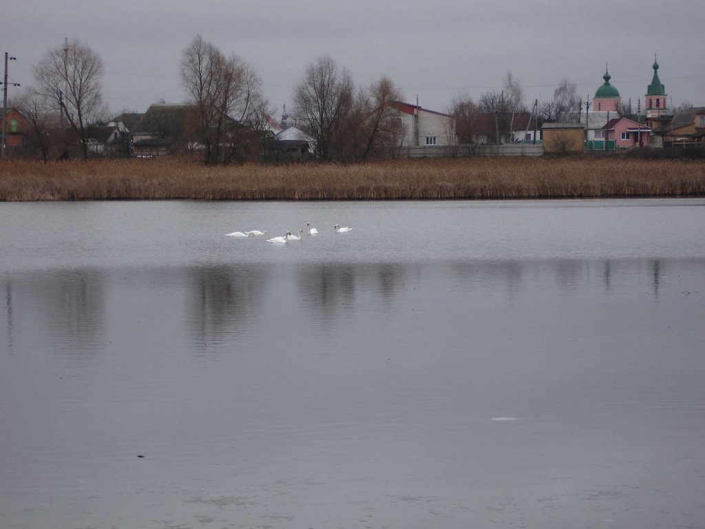Лебеди на реке Сдвиж, Макаров
