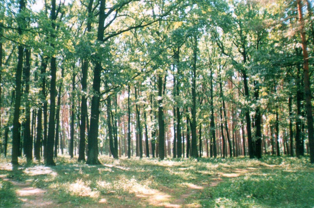 Tetiiv forest, Тетиев
