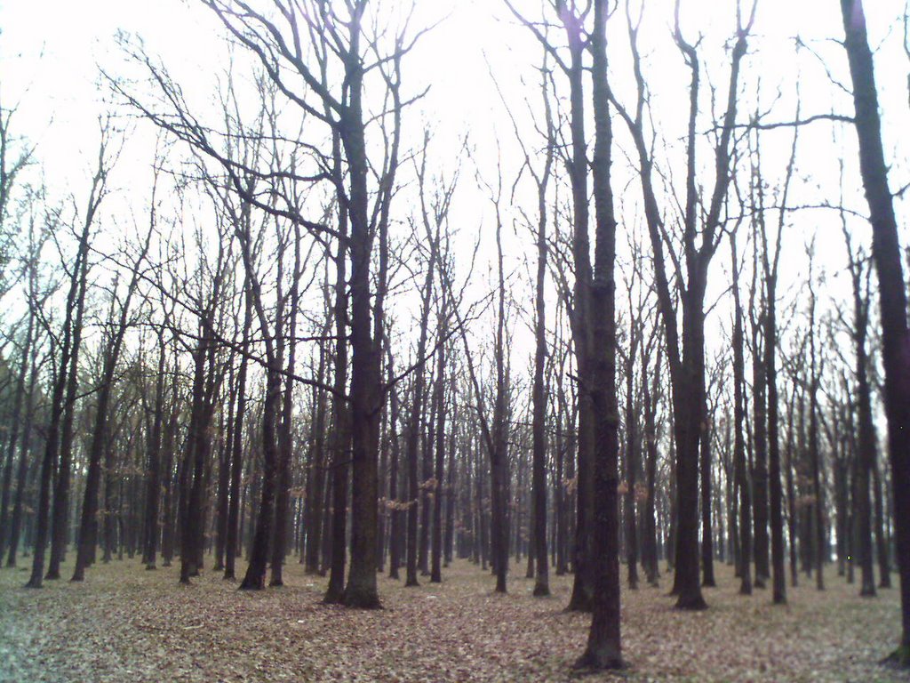 Tetiiv forest, Тетиев