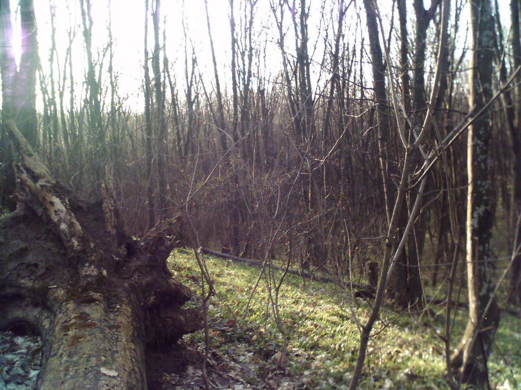Mazepyntsi forest, Тетиев