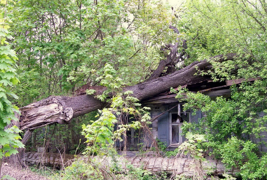 Дерево упавшее на дом / Tree fallen on the house, Чернобыль
