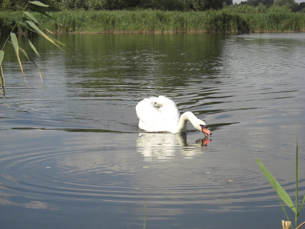 Лебеди на Иржавце, Яготин (Swans on Irzhavets, Yahotyn), Яготин