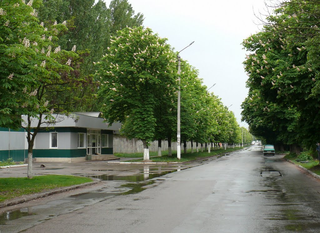 Каштановая улица, Боярка