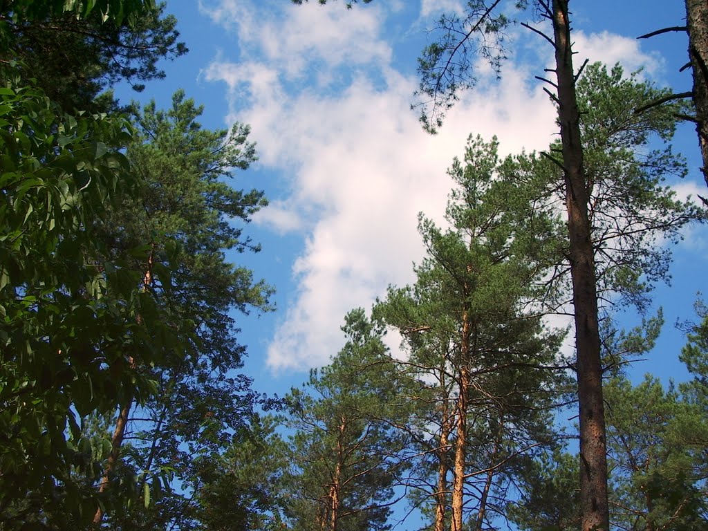 Лес в Боярке / Forest in Boyarka, Боярка