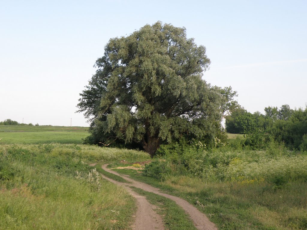Найбільше дерево в Добровеличківці, Добровеличковка