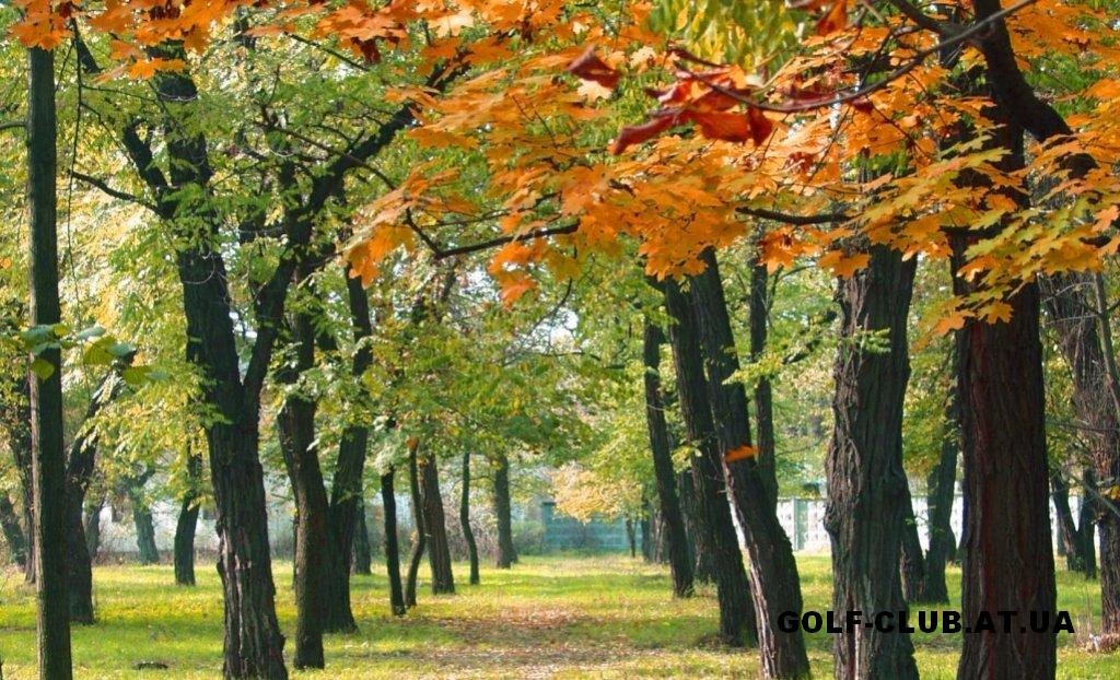 City park (so beautifull), Новомиргород
